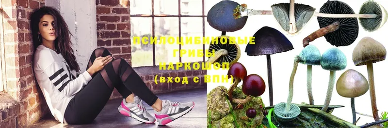 Галлюциногенные грибы Psilocybine cubensis  Макушино 